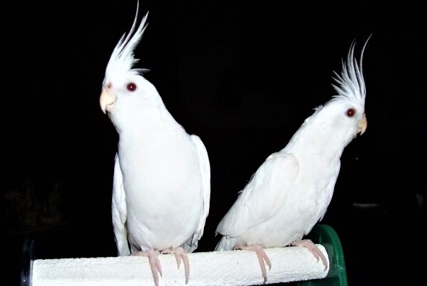 קוקטייל לבקן