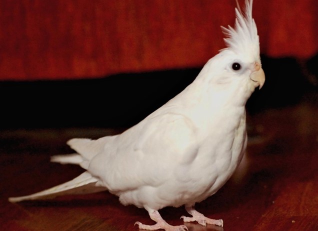 צבע לבן של קוקטייל