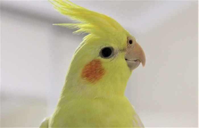 קוקטייל צהוב