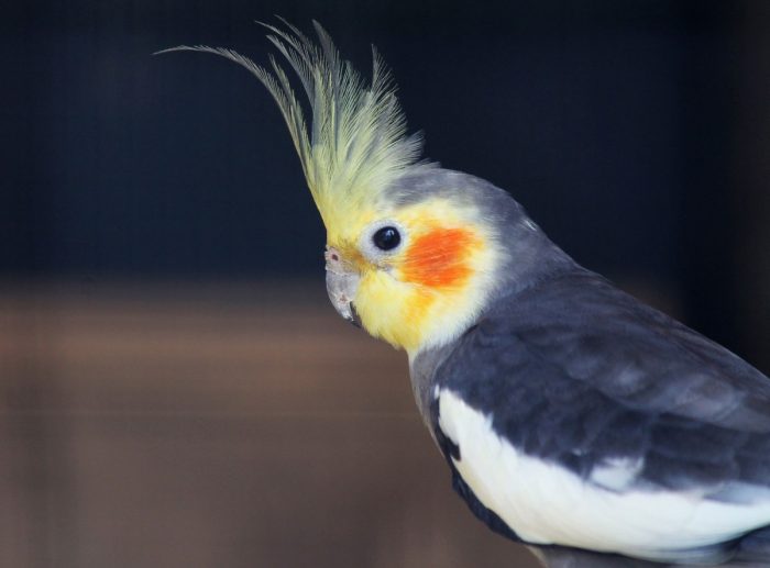 קוקטייל שחור