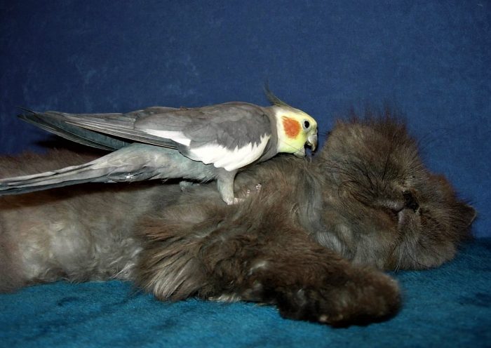 קוקטייל וחתול