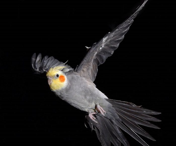 הקוקטייל עף