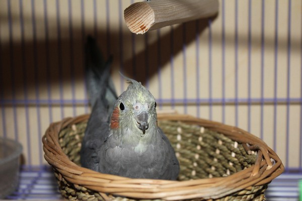 קוקטייל דוגר על ביצים