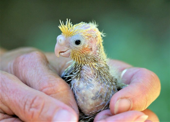 אפרוח קוקטייל בן יום