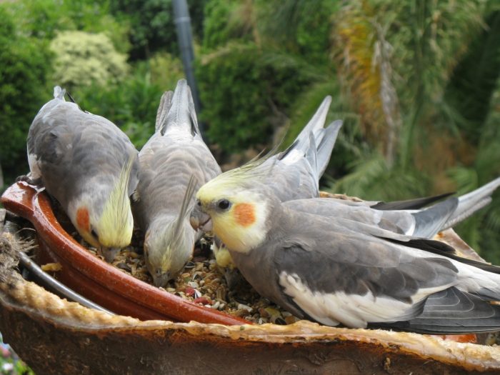 ארוחת ערב אצל הקוקטיילים