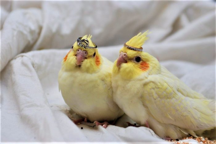 זוג קוקטיילים