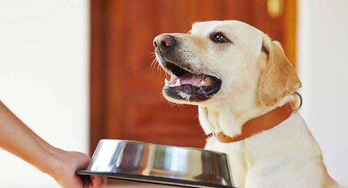 להאכיל את הכלב