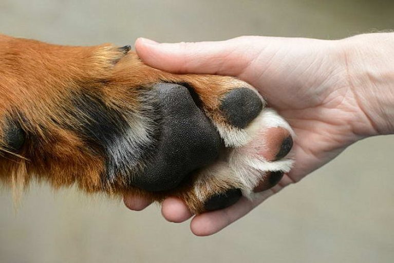 איך לשטוף את כפות הרגליים של הכלב אחרי טיול