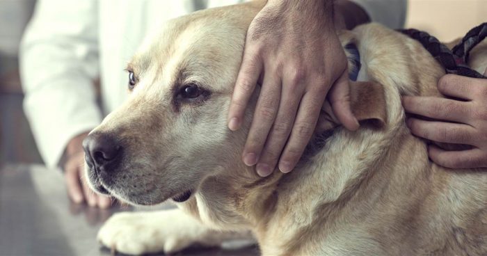 כלב זקן אצל הווטרינר
