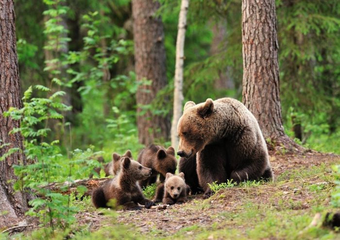 דוב חום עם גורים