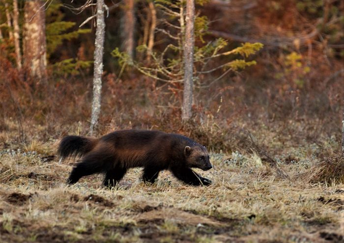 זְאֵבוֹן זוֹלֵל