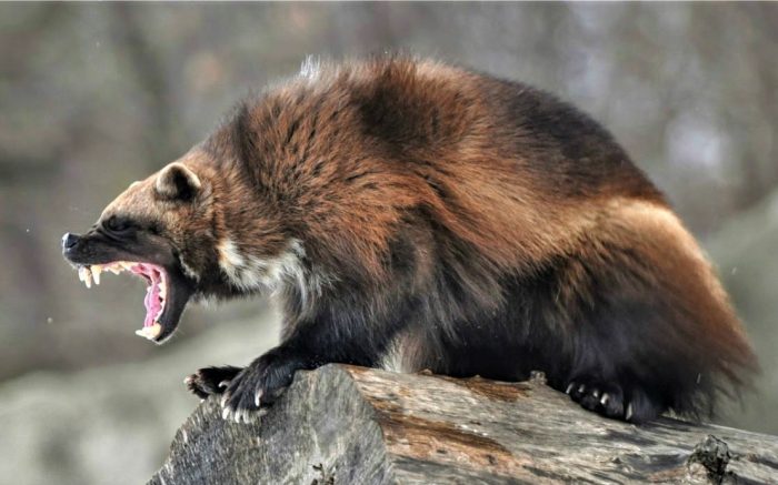 וולברין מרושע