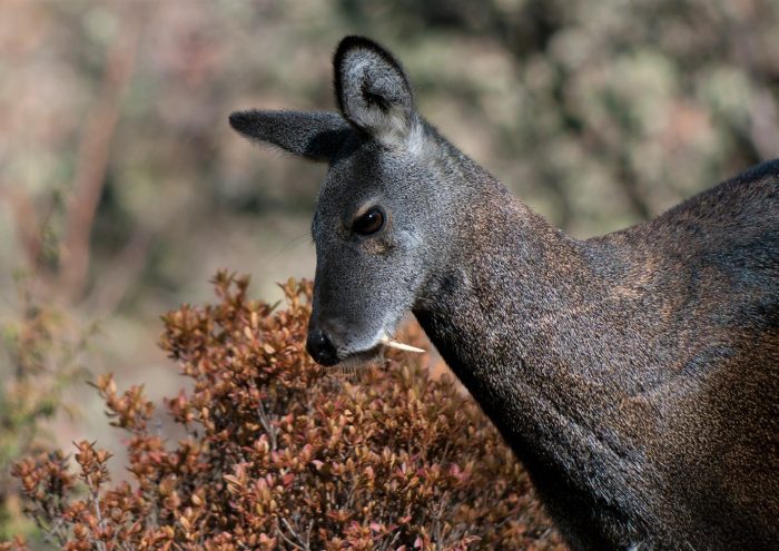 ראש צבי מושק