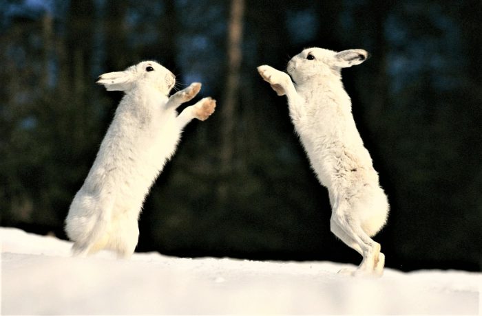 משחק של ארנבות לבנות