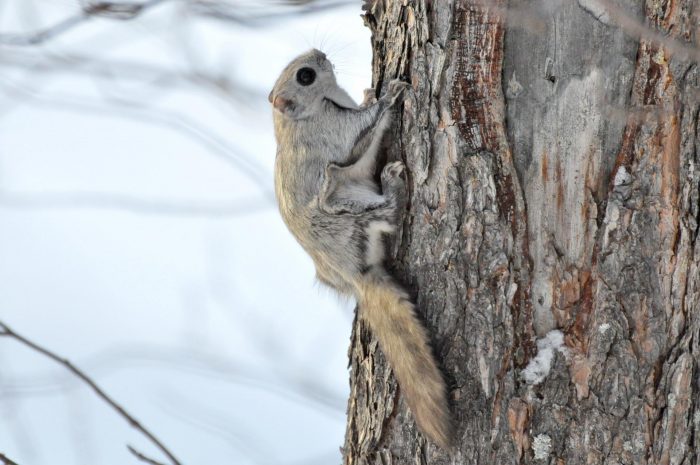 סנאי מעופף סיבירי