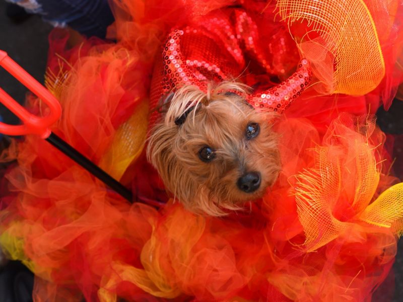 רעיונות לתחפושות לכלבים של ליל כל הקדושים
