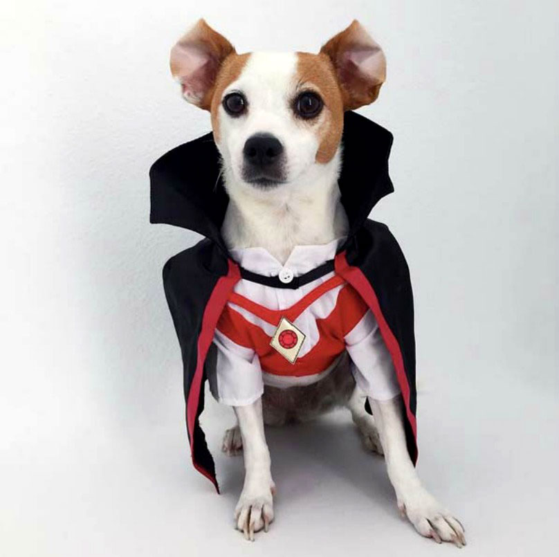 כלב מחופש לרוזן דרקולה