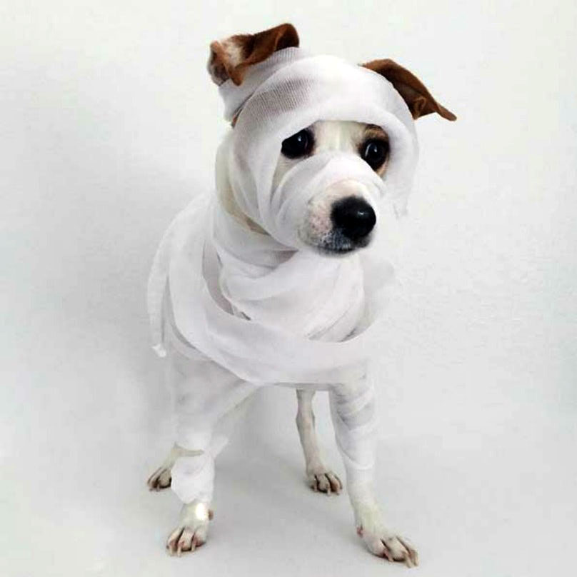 כלב בצורת מומיה