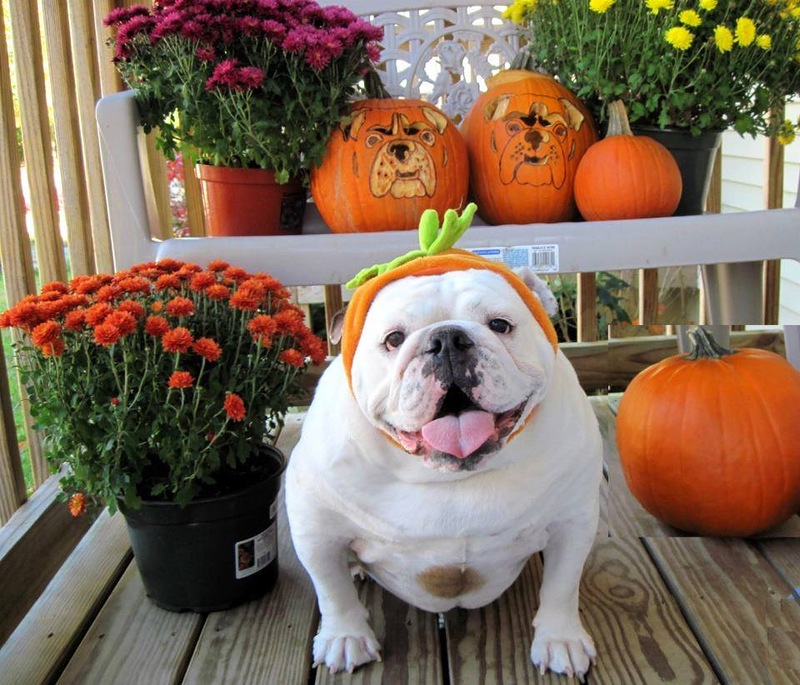 כלב בתחפושת של דלעת