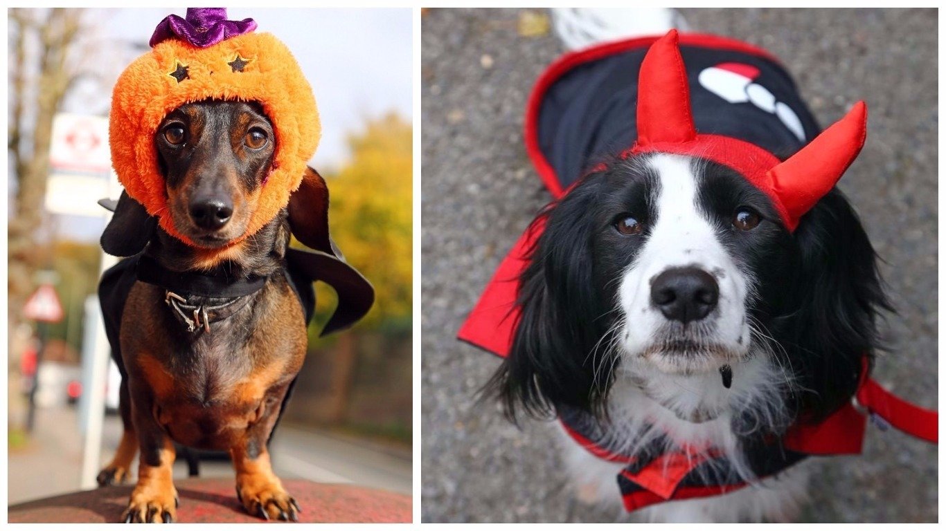 כלבים בתחפושות ליל כל הקדושים