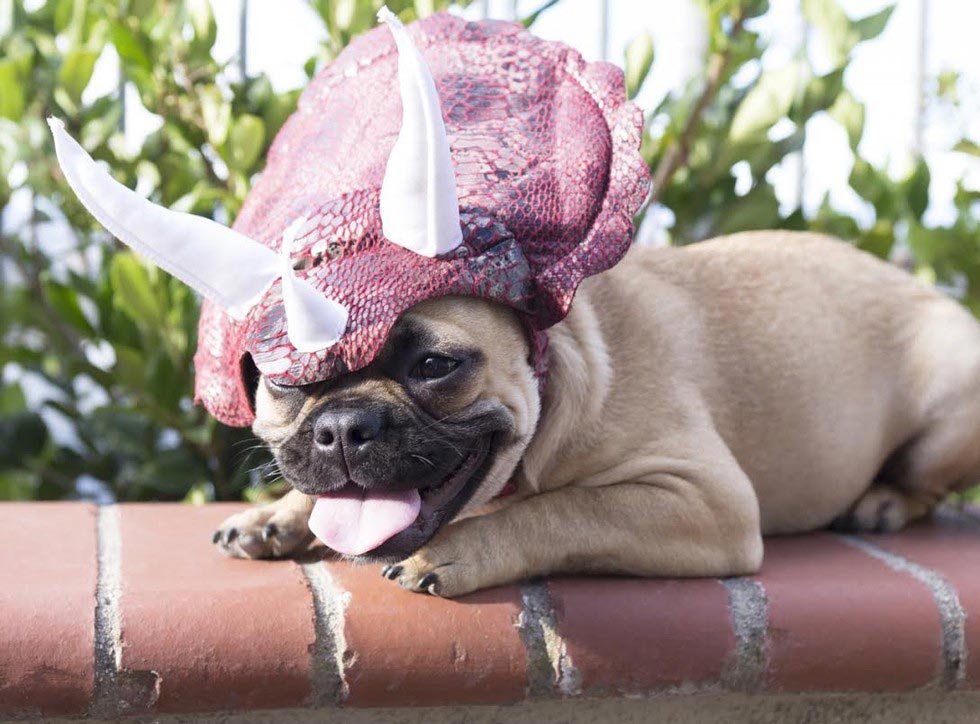 פאג בתחפושת של דינוזאור