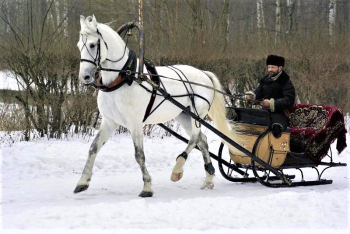 סוס אורלוב במזחלת
