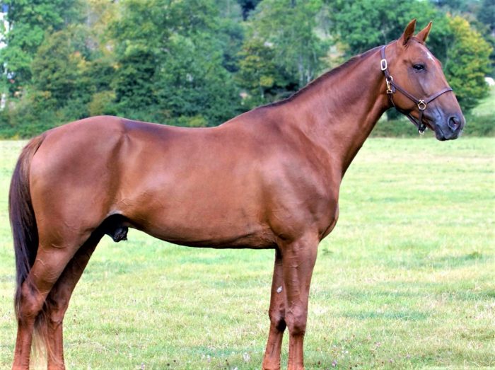 טרוטר צרפתי