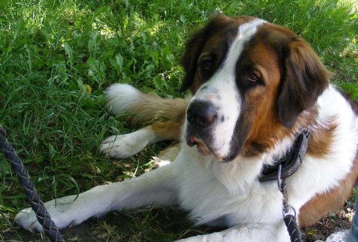 כלב השמירה של מוסקבה