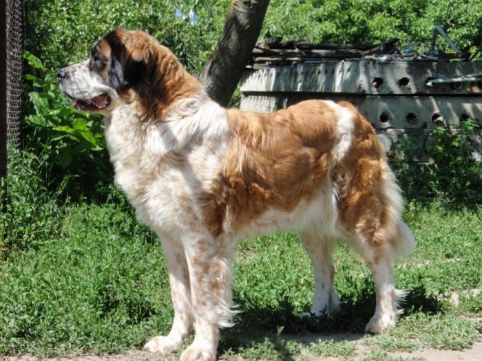 כלב השמירה של מוסקבה