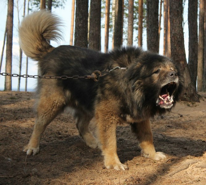 כלב רועים קווקזי