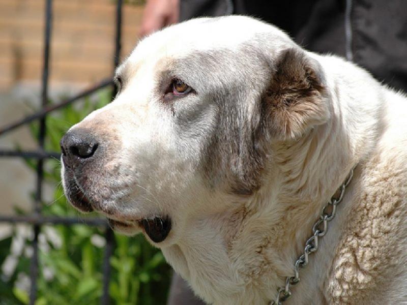 הכלב הטוב ביותר לשמירה על בית פרטי