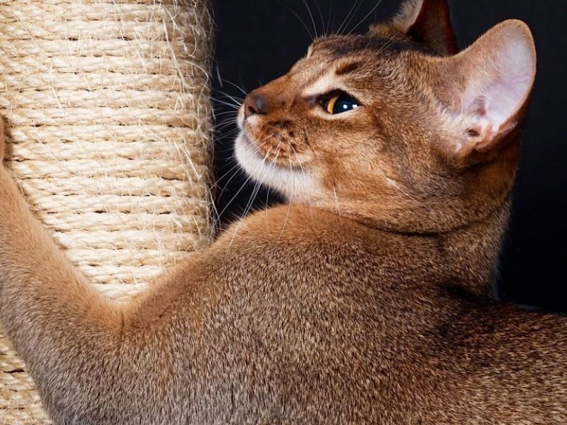 איך לאלף גור חתולים או חתול בוגר להשתמש בעמוד גירוד