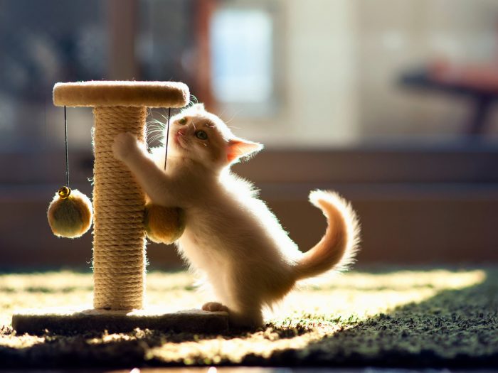 חתלתול עם עמוד גירוד