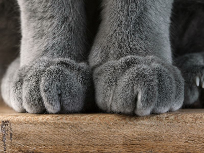 למה חתולים ללוש אותנו עם כפותיהם ולגרגר?