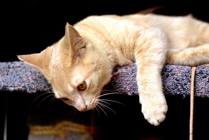 החתול מרגיש רע