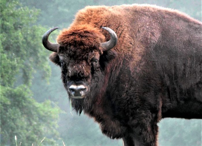 דיוקן של ביזון
