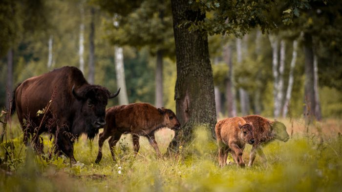 משפחת הביזונים