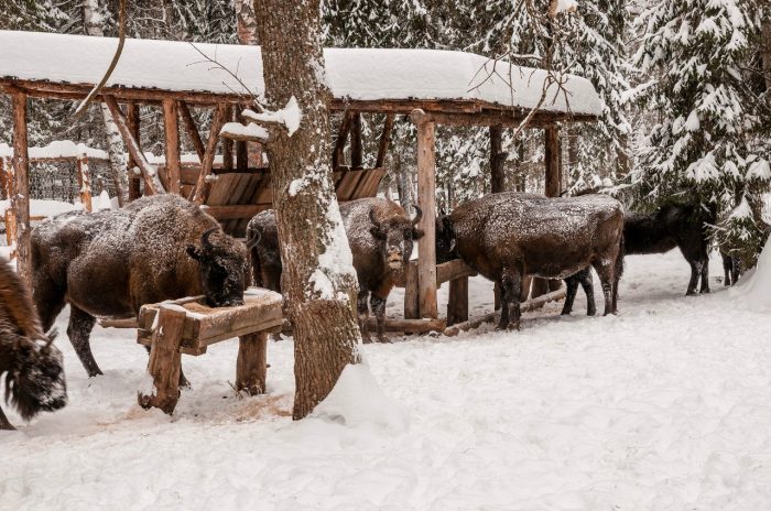 ביזון בשמורת הטבע קליאזמינסקו-לוקהסקי
