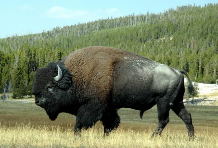 ביזון בפארק הלאומי ילוסטון