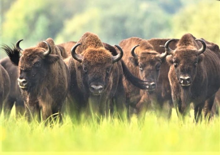 עדר ביזונים רועה