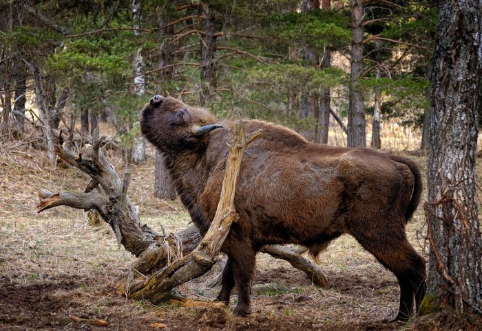 ביזון מגרד את עצמו על קש