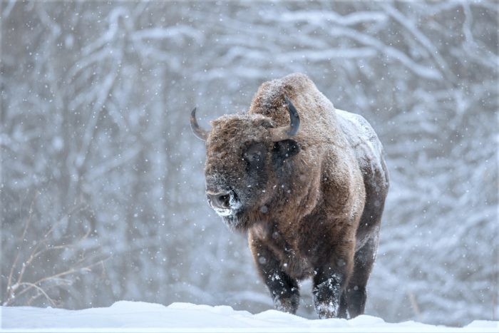ביזון בשלג