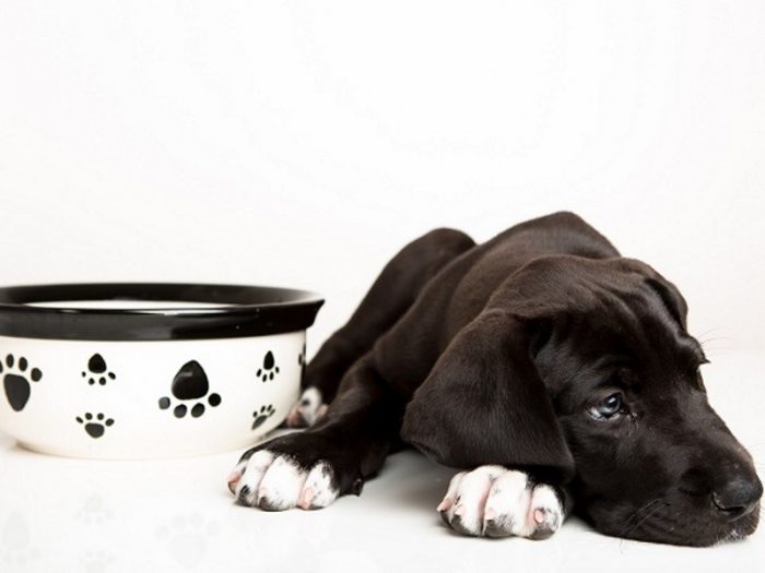 הכלב לא אוכל