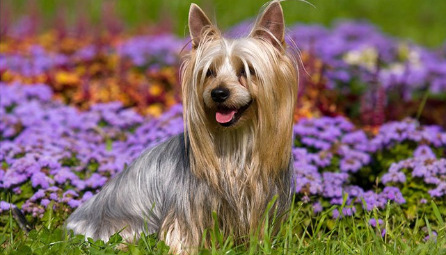 גזעי כלבים שלא משירים פרווה