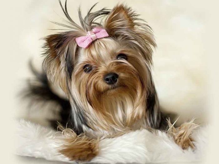 יורקשייר טרייר