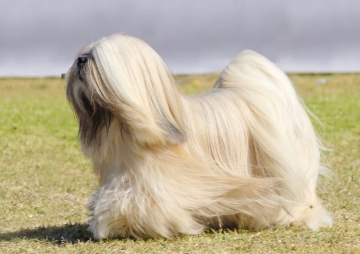 טרייר טיבטי