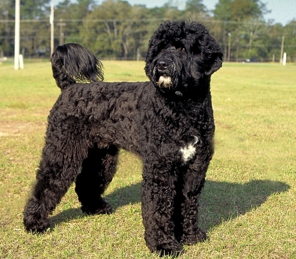 כלב מים פורטוגלי