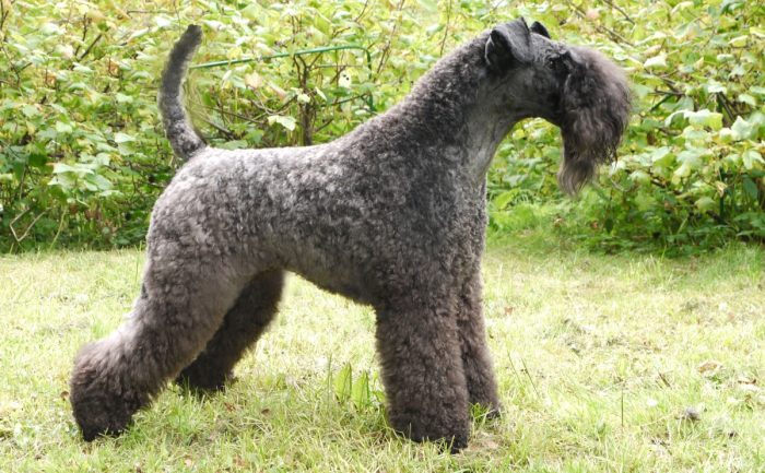 קרי בלו טרייר