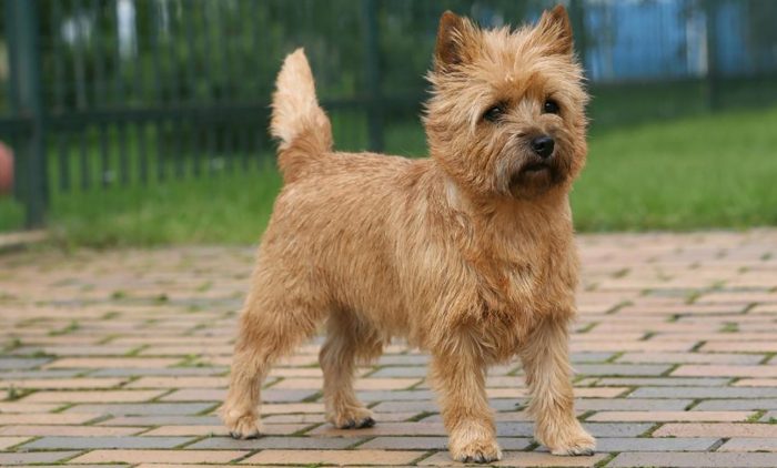 קיירן טרייר