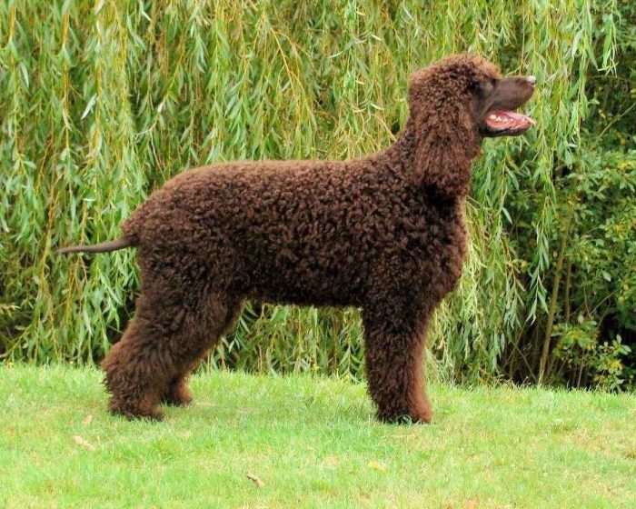 ספנייל מים אירי